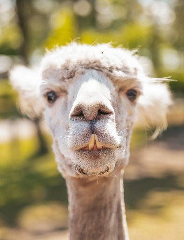 Recreatiepark De Achterste Hoef BLADEL afbeelding 3